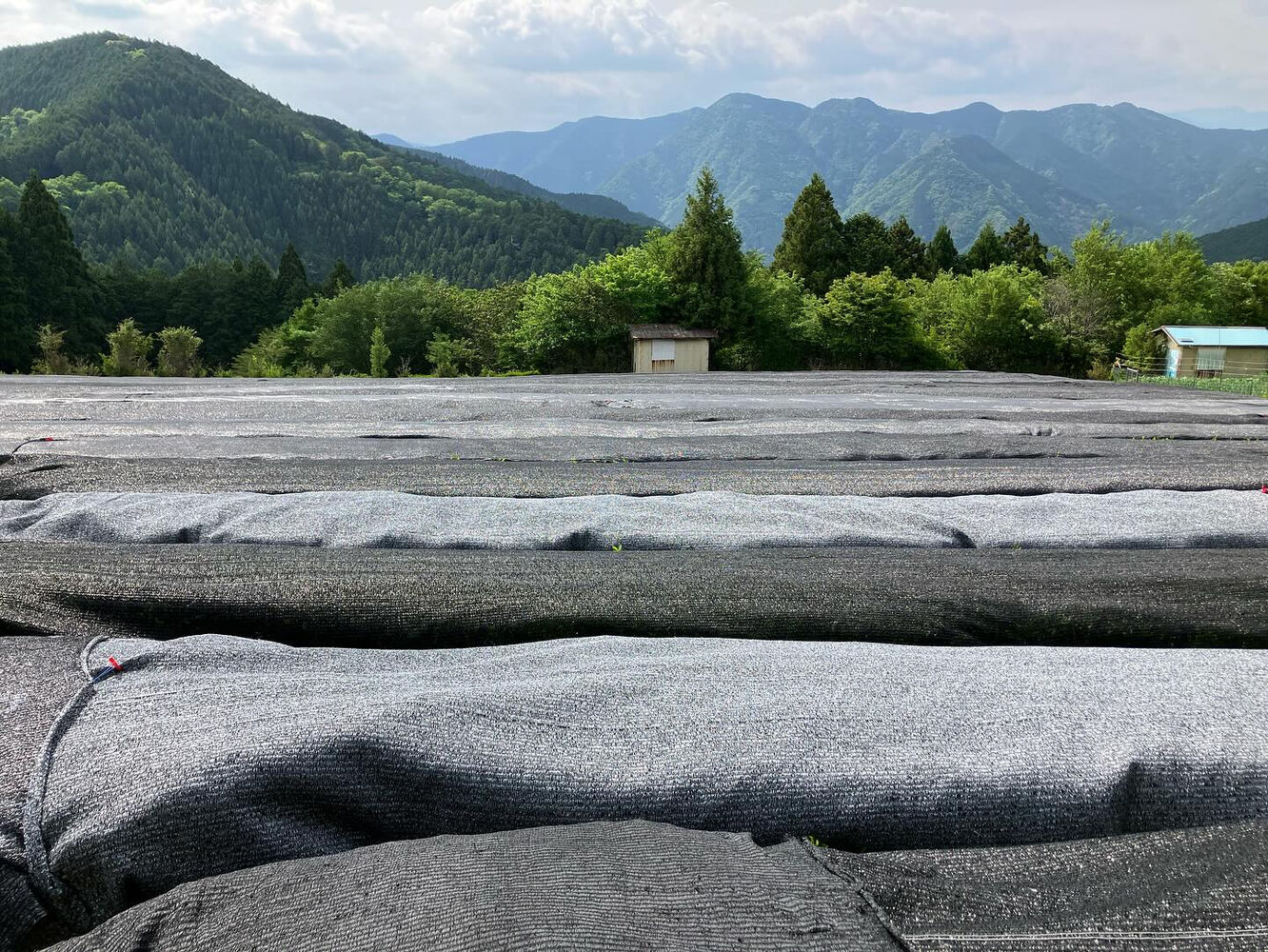 ブログ