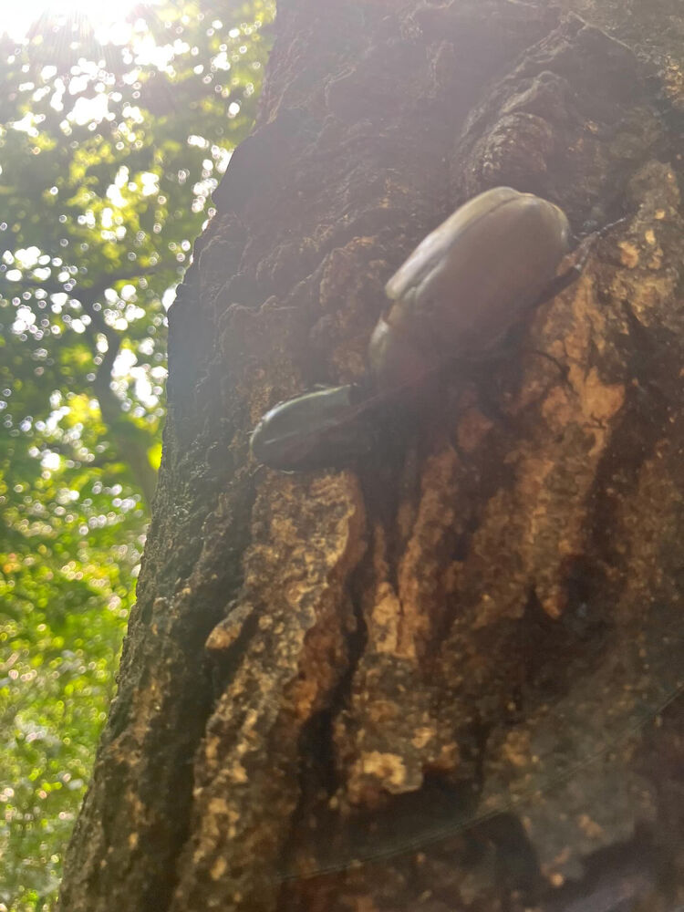 ブログ