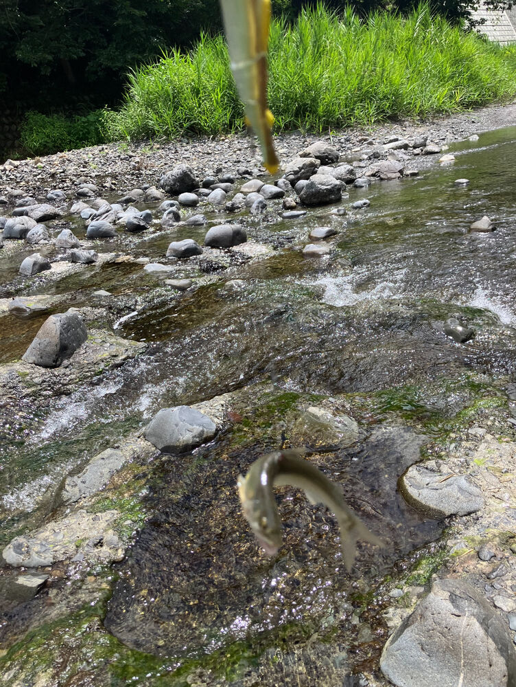 ブログ
